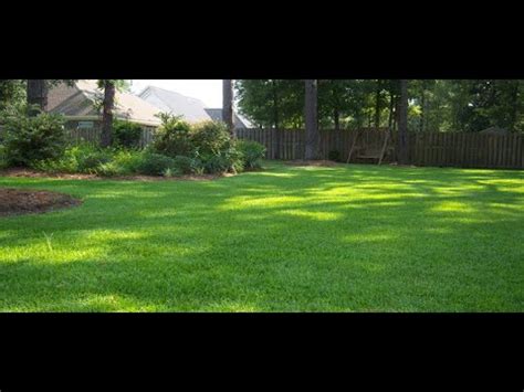 Should I Use Seed Plug Or Sod To Repair Bare Spots In My Gainesville