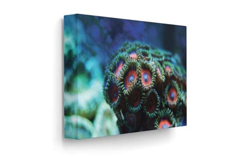 Zoanthid Coral Reef Art Canvas Print 8x12 Etsy España