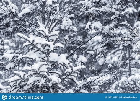 Snow Covered Coniferous Tree Branches Stock Image Image Of Filled