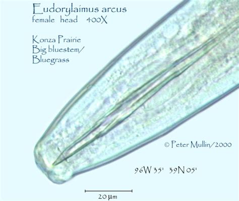 Eudorylaimus Arcus