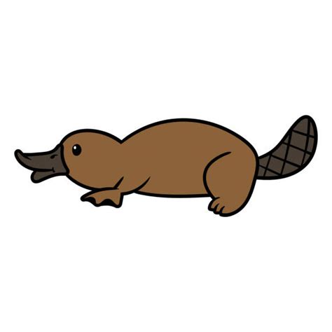 Platypus Vector At Collection Of Platypus Vector Free