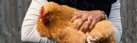 Autism And Therapy Chickens Magic Life