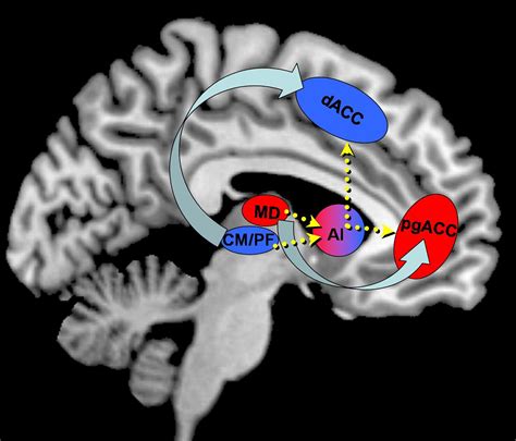 frontiers high field fmri reveals thalamocortical integration of segregated cognitive and