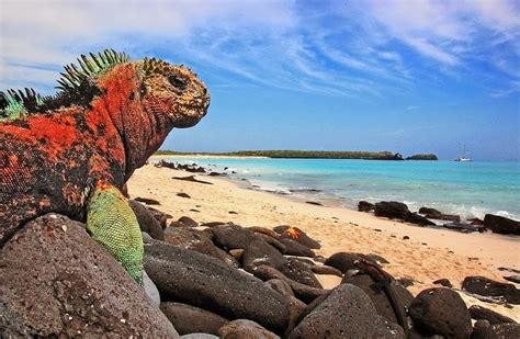 turismo en ecuador ¿cómo explorar las islas galápagos