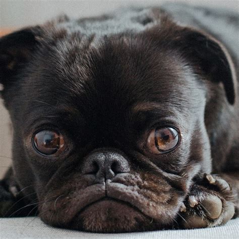 Pug Eye Problems And How To Treat Them Kooky Pugs