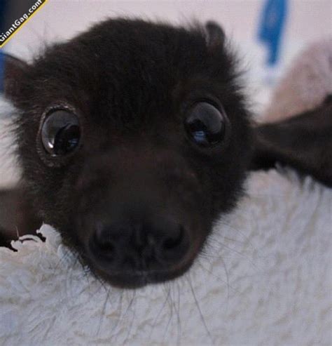 Baby Bats How To Take Care Of One Gothic Babe Co