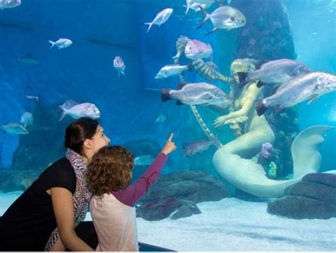 Sea Life Melbourne Aquarium General Admission Ticket Tours Activities