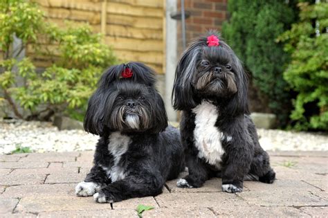 Maybe you would like to learn more about one of these? How Much Do the Beautiful and Cute Shih Tzu Puppies Cost ...
