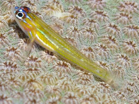 Peppermint Goby Coryphopterus Lipernes Grand Cayman Photo 2