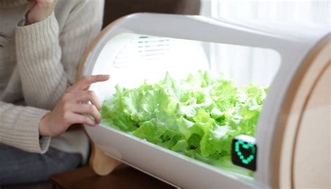 Hydroponics is a form of gardening that uses no soil, but instead grows plants in a solution of water and nutrients. Edible tech: This home garden will soothe city dwellers ...