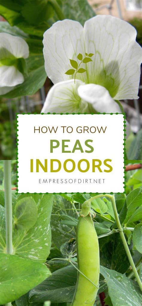 How To Grow Peas Indoors Growing Peas Indoor Vegetable Gardening
