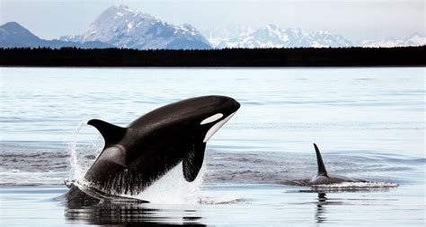 50 Years Ago Scientists Studied Orcas In The Wild For The First Time