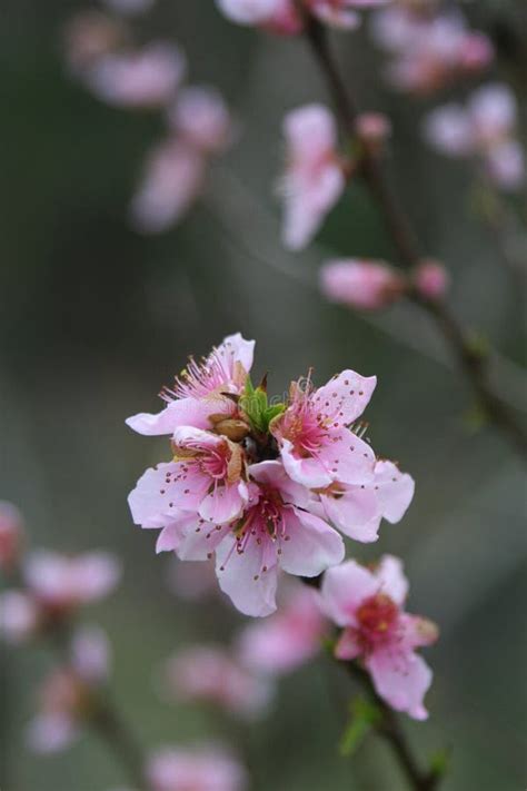 Intricate Peach Blossoms Cling To Dark Branches In The Early Spring