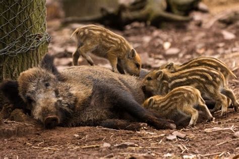 Wild Boar Can Now Be Hunted Without A Licence Cbc News