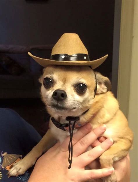 Ride Em Cowboy Chi Teacup Chihuahua Puppies Silly Dogs Chihuahua