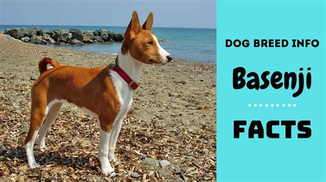 Basenji Dog Breed All Breed Characteristics And Facts About Basenji