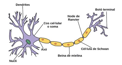 Esquema De La Neurona ¡fotos And Guía 2024