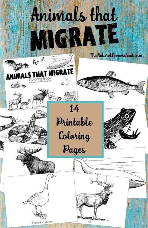 Animals That Migrate In Winter Printable Coloring Pages The Natural