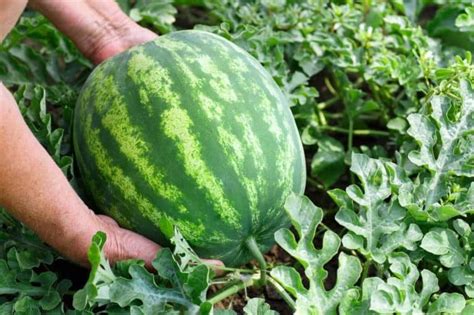 How To Grow Watermelon Detailed Instructions Growfully