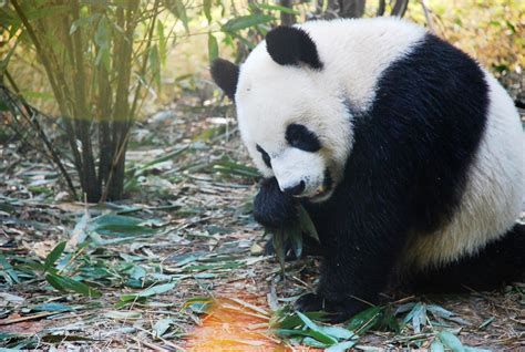 Meet Pandas At Chengdu Panda Breeding Centre Live Online Tour From