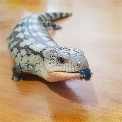 Blue tongue skinks are omnivorous, which means that they eat both plants and animals in the wild. Blue Tongue Skinks: Facts, Lifespan, Care, Feeding ...