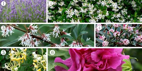 Create A ‘fragrant Garden With These Plants Johnsons Of Whixley