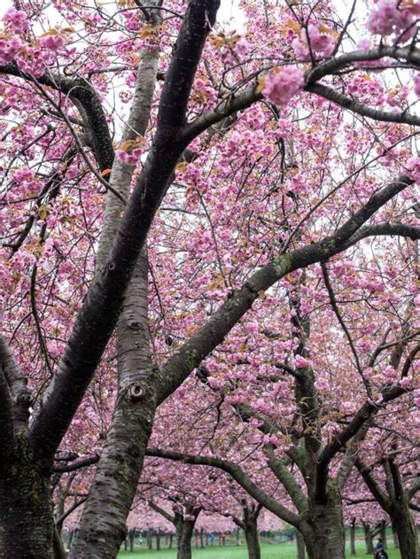 Cherry Blossoms 7 Trees To See At Brooklyn Botanic Gardens Festival