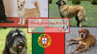 Portuguese Dog Breeds Part 1 Youtube
