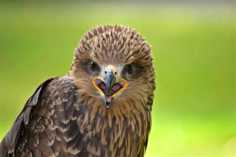 Falcon Raptor Bird Bird Of Prey Bird Portrait Animal Nature Head