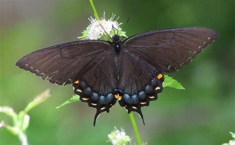 Dark Morph Eastern Tiger Swallowtail Papillio Glaucus At Flickr