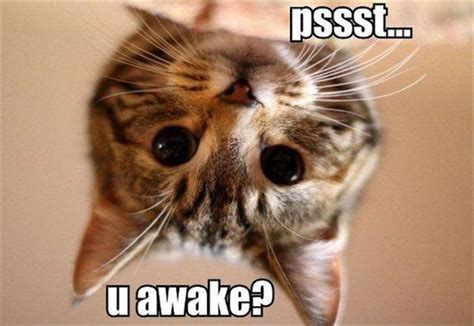Cat Wakes You Up Funny Cats Dump A Day