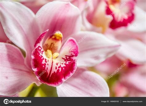 Багаторічні квіти, які не потребують ретельного догляду, — оптимальне рішення для тих, хто хоче, щоб їхня присадибна ділянка тішила око. Красиві квіти орхідеї — Стокове фото © volare2004 #148408163