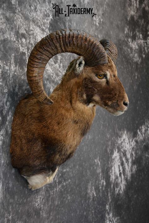 Mouflon Sheep Taxidermy Shoulder Mount For Sale Sku 1521 All Taxidermy