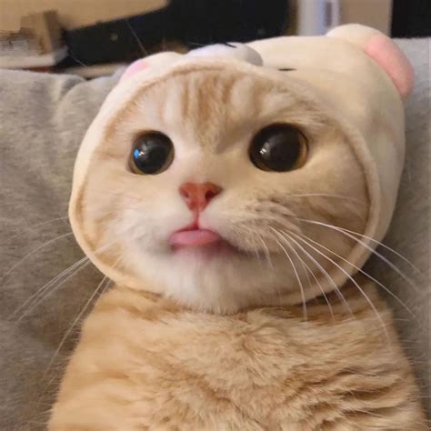 Cute Funny Pfp Cat