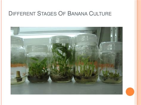 Different Stages Of Banana Tissue Culture