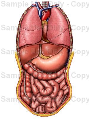 Of internal organs female internal female organs diagram diagram internal organs diagram. Thoracic and Abdominal Organs, Anterior View - Medical ...