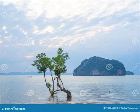 Mangroves Tree In The Sea Stock Image Image Of Background 132046873