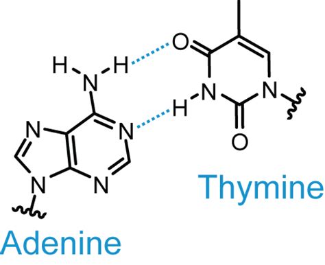 These are the nitrogenous based in dna. Base pair - Wikipedia