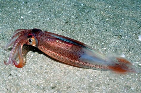 Lots of longfin squid, but markets locked up | National ...