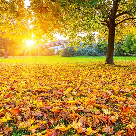 Fall Gardening Tips: Put Your Leaves to Work | Residential & Industrial ...