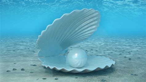 Pearl Inside Seashell Beautiful Shell On Stock Footage Video 100