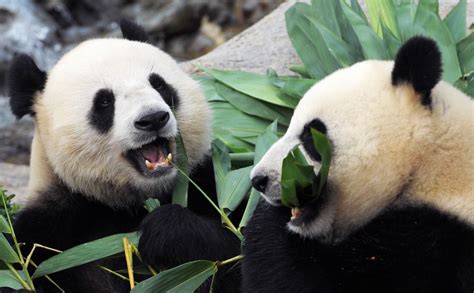 Upbeat News Giant Pandas Finally Mate After Being In Captivity