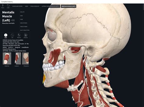 Muscles: Mentalis. – Anatomy & Physiology