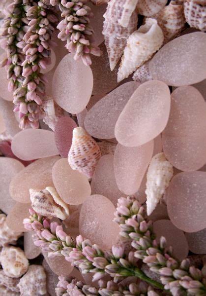Pink Sea Glass And Seashells Are On Display