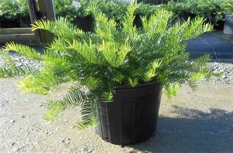 Spreading Japanese Plum Yew Trade Gallon Pot Live Plant Bushes And Shrubs