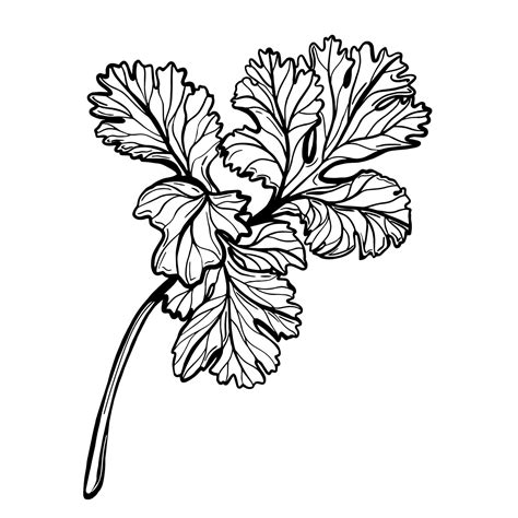 Parsley Coloring Page Coloring Pages