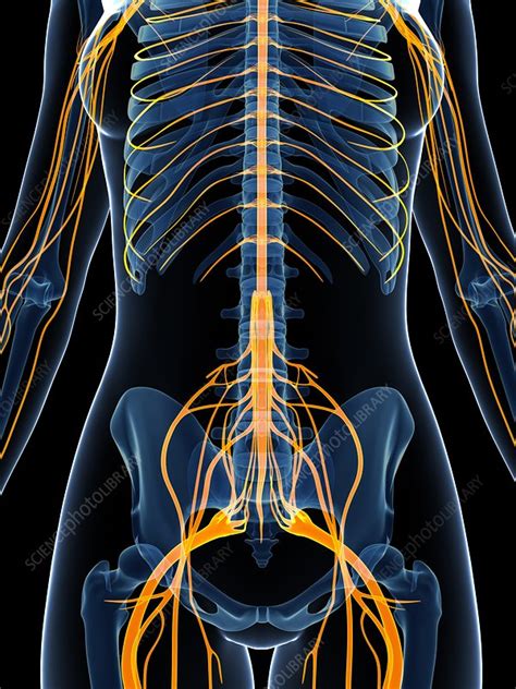 Female Nervous System Artwork Stock Image F0095454 Science