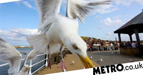Surprisingly Simple Trick To Stop Seagulls Stealing Your Chips Metro News