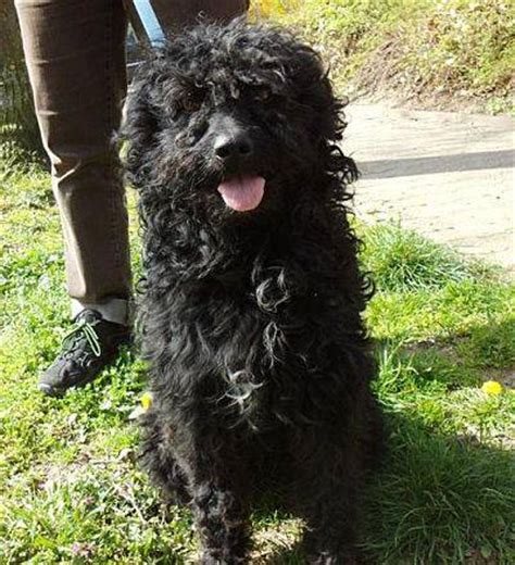 Pudel-Puli-Mix - LUKAS, (Rüde) - Zuhause gefunden - Verein ...
