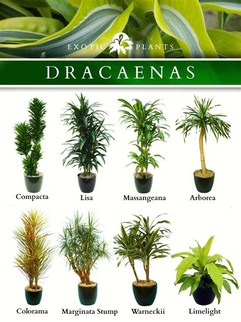 Latin Name Dracaenas Common Name Bamboo Plant Corn Plant And Alike